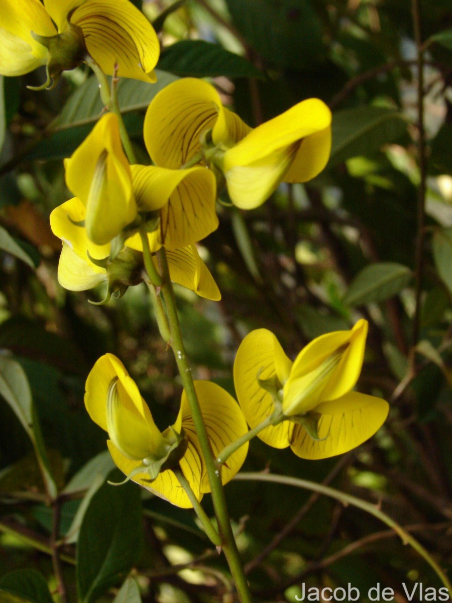 Crotalaria walkeri Arn.